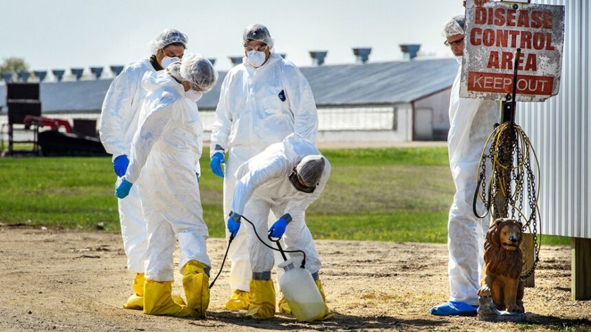 Colorado declares disaster emergency as presumptive bird flu outbreak hits facility with 1.3M chickens