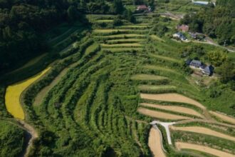 Japan eyes boosting rice exports eightfold by 2030