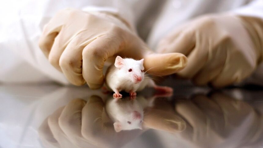 GOP targets transgender animal testing in defund demand to NIH