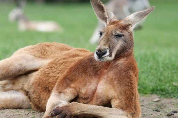 Two kangaroos throw punches like UFC fighters in Australian man's backyard in viral video