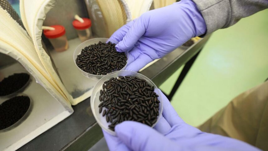 While Mexico defends sovereignty, cartels import a flesh-eating parasite into Texas