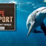 Let's all agree that dolphins are the 'smart kids who don't apply themselves' of the Animal Kingdom