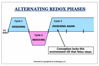 A New Phenomenon in Women. Dr. Kuldeep Verma’s Research in Menstrual-Cycle Biochemistry results in surprising link to Gender-Specific Conception